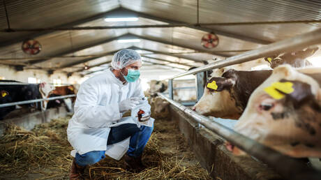 علماء: فيروس H5N1 في الأبقار يتخذ خطوة 