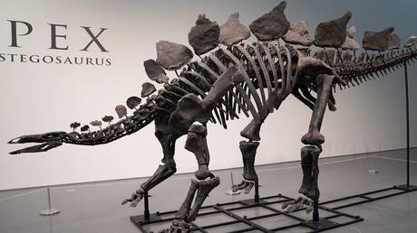 هيكل ديناصور كبير يعرض للبيع بمزاد علني بنيويورك