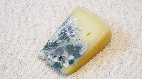 هل من الآمن تناول الجبن بعد تعفنه؟