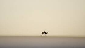 الأردن يسجل أول إصابة بـ"حمى غرب النيل"