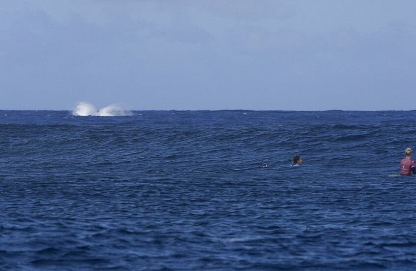ضيف غير متوقع يخترق منافسات ركوب الأمواج في أولمبياد باريس (فيديو)