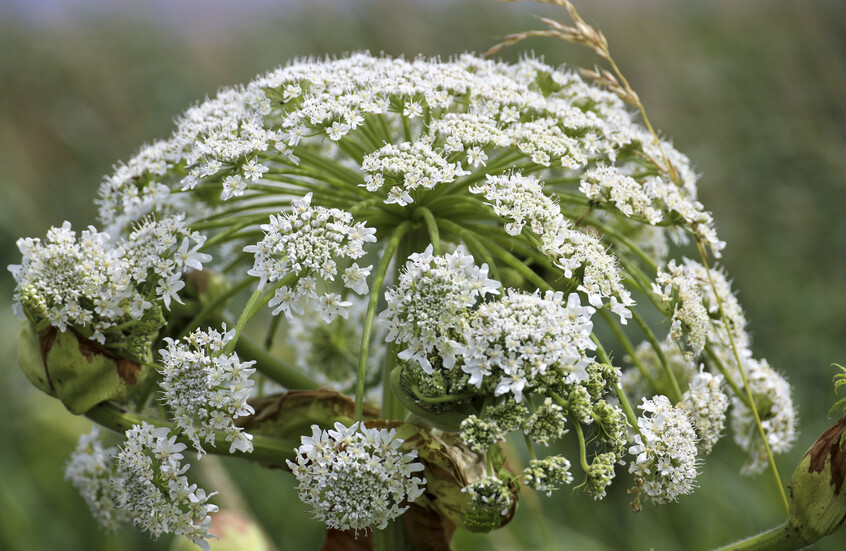 "قد ينمو في بلدك".. تحذيرات من نبات خطير للغاية على الصحة