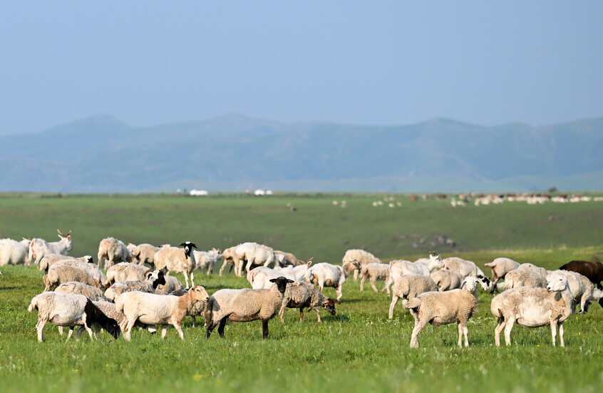 موجة حر تضرب كوريا الجنوبية تتسبب بنفوق أعداد هائلة من الحيوانات