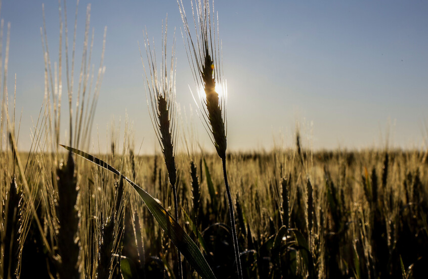 واردات مصر من القمح  تسجل قفزة قياسية