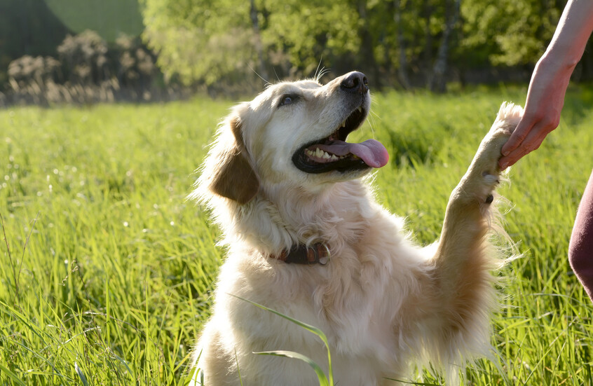 "قانون المذبحة".. منظمة بريطانية تطلق مشروعا لنقل الكلاب من تركيا