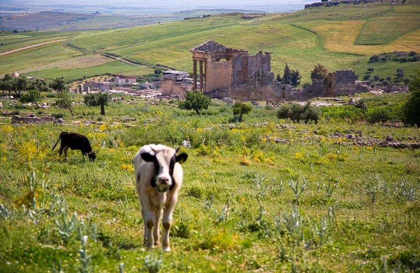 تونس.. وزارة الفلاحة تعلن تسجيل أول حالة بمرض "الجلد العقدي المعدي" عند الأبقار