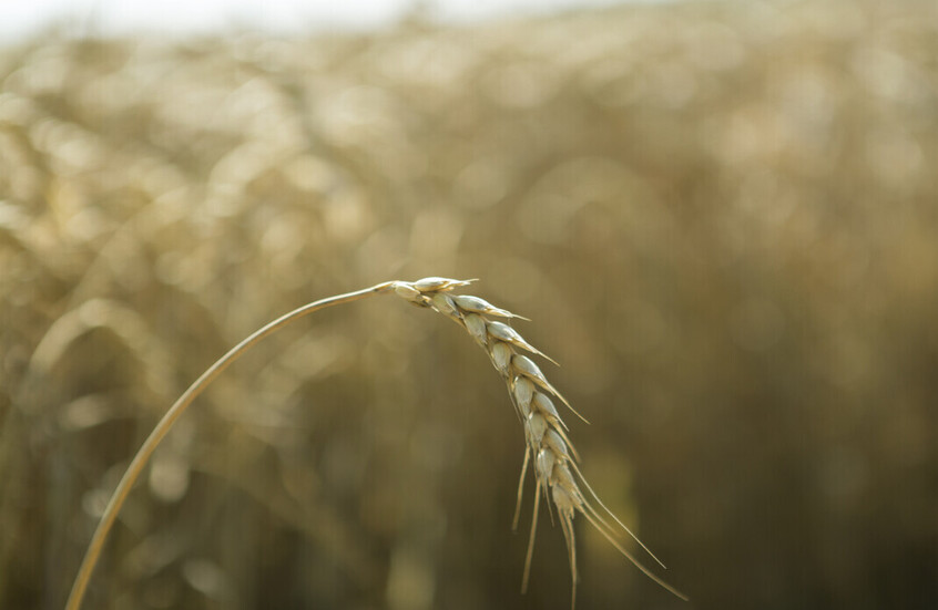 أوروبا ضاعفت استيراد الحبوب من روسيا في يونيو قبل زيادة الرسوم الجمركية التي فرضتها بنفسها