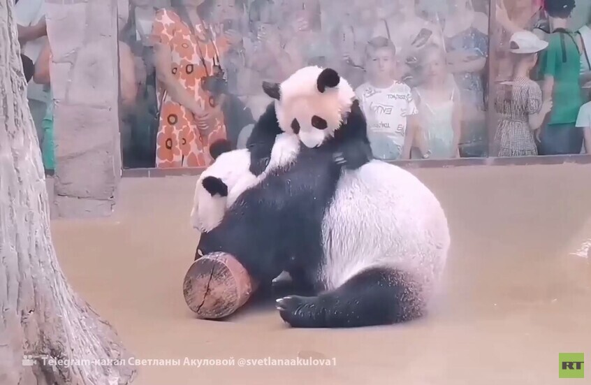 الباندا "كاتيوشا" تقضي وقتا ممتعا في حديقة موسكو
