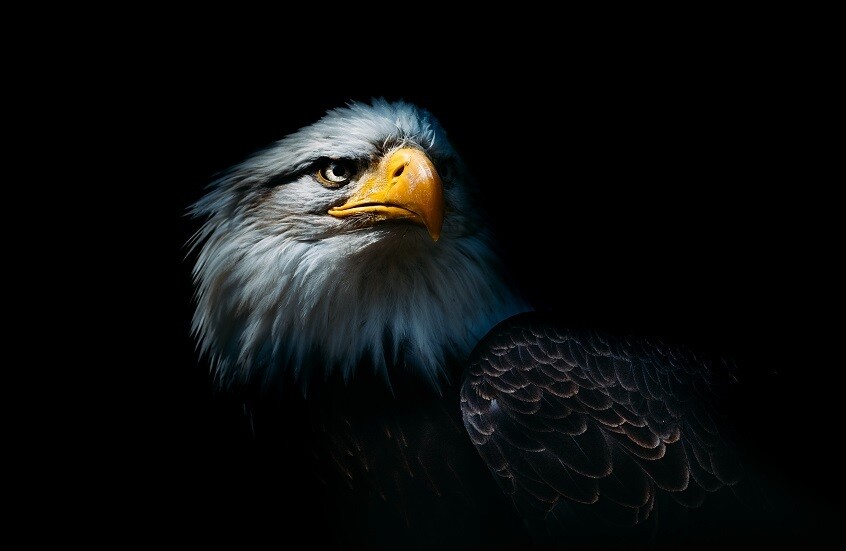 بيع أغلى صقر في مزاد دولي في السعودية (صورة)