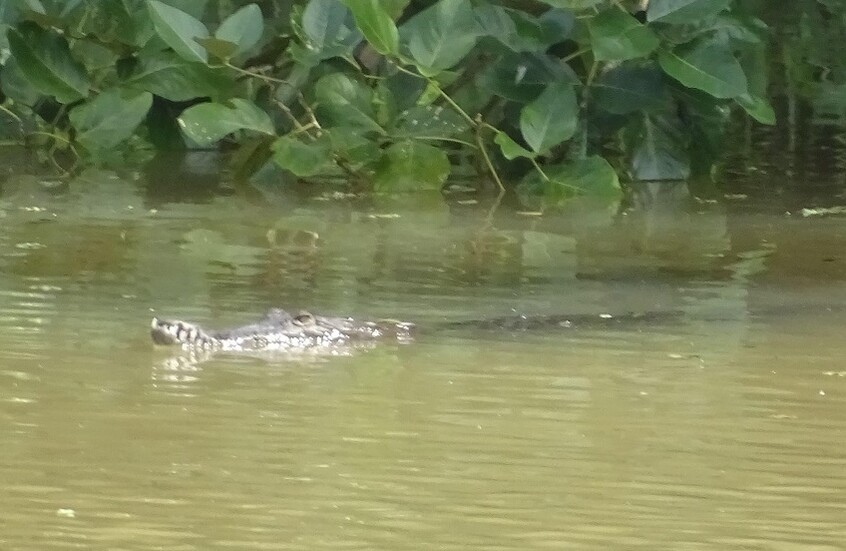 العثور على "تمساح البدرشين" بعد البحث عنه لأكثر من يومين (صور + فيديو)