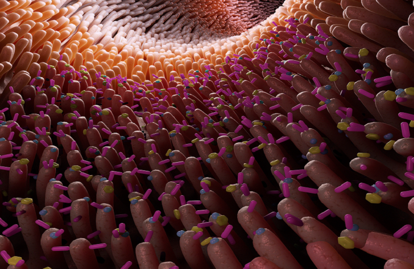 اكتشاف المسؤول عن إبطاء حرق الدهون أثناء الصيام