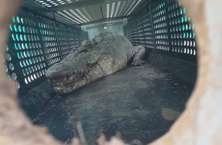 مصر.. بيان مهم من الجيزة بشأن "تمساح البدرشين"