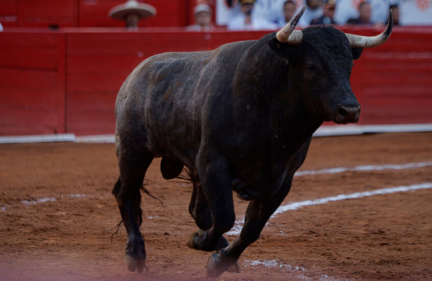 ثور هائج يتسبب بحالة ذعر في شوارع عمان (فيديو)