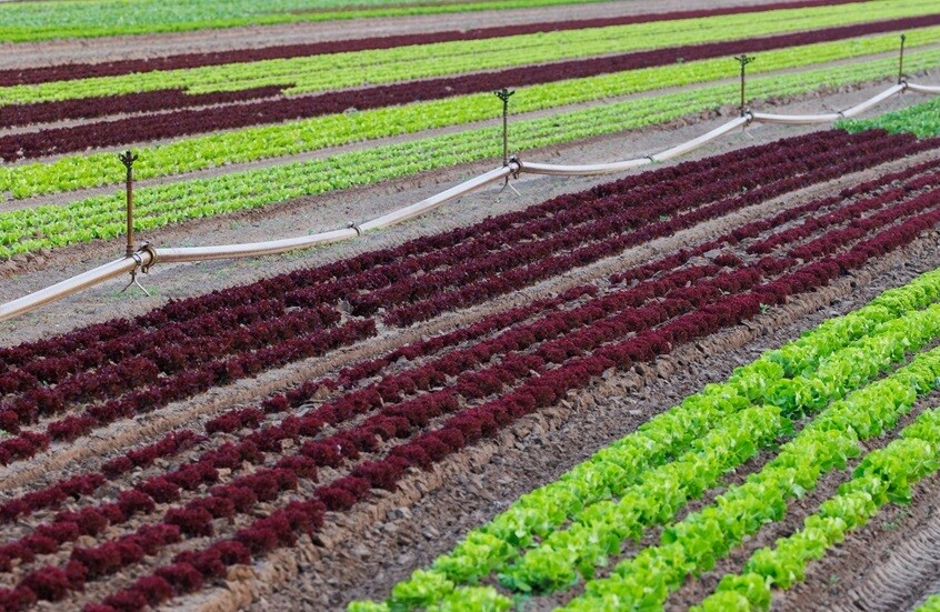 الولايات المتحدة لن تساعد كازاخستان في ري حقولها