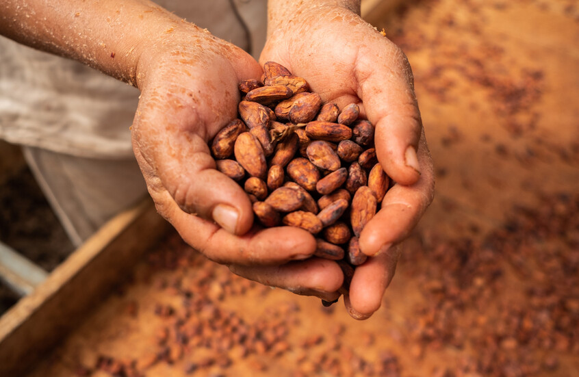 مسؤول روسي يكشف موعد وصول أول شحنة كاكاو نيجيري إلى البلاد