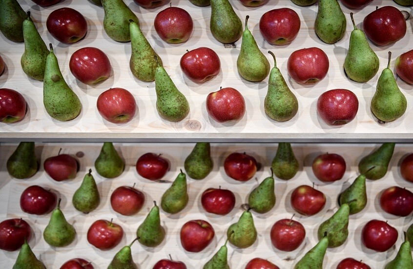 طبيب: التفاح والكمثرى من أفضل الأطعمة لمرضى السكري