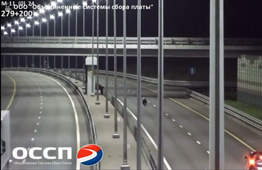 شاهد.. اختناق مروري في طريق سريع روسي بسبب دب