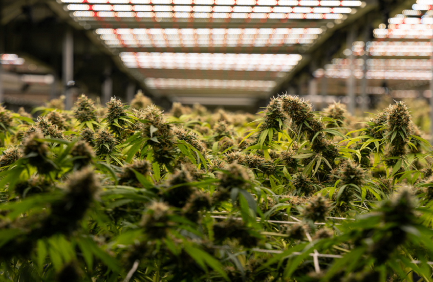 دراسة تحدد مخاطر تدخين الحشيش