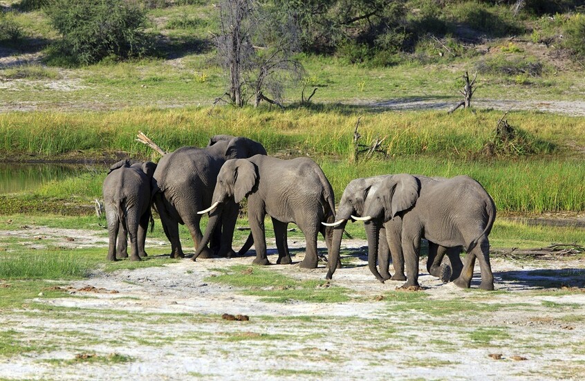 ناميبيا تذبح 83 فيلا وتوزع لحومها على المحتاجين