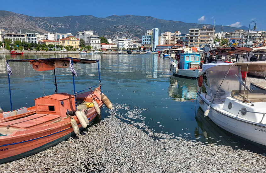 أسماك نافقة تجتاح ميناء سياحيا في اليونان (فيديوهات)