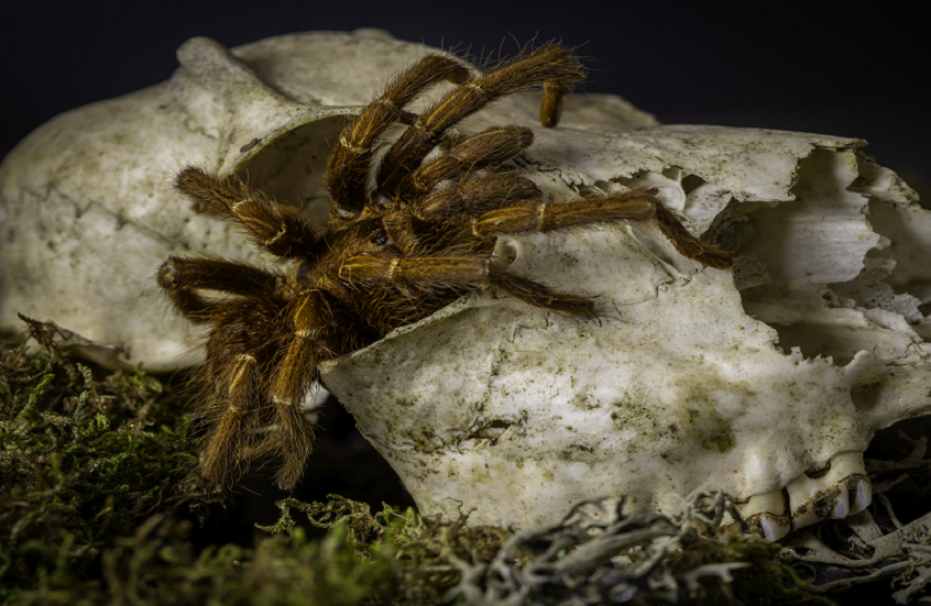 مشهد مثير لعنكبوت مصاب بفطر الزومبي!