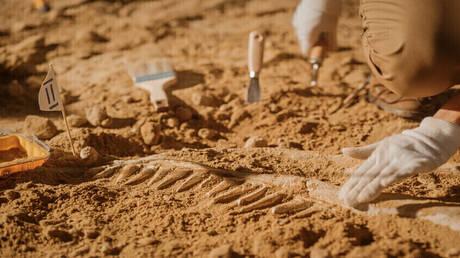 الأمطار الغزيرة في البرازيل تكشف عن أقدم حفرية ديناصور في العالم