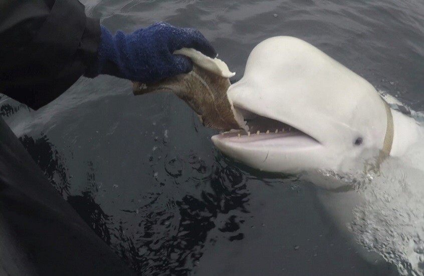 النرويج تعثر على حوت أبيض ميت وتزعم أنه "يتجسس" لصالح روسيا