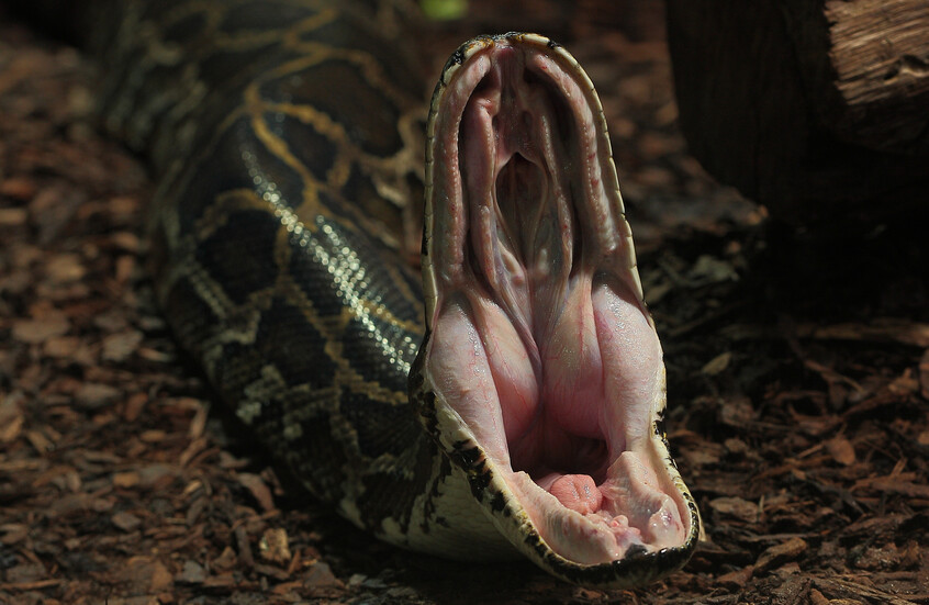 حالة نادرة.. ثعبان ضخم يبتلع ثعبانا آخر أكبر حجما حيا!