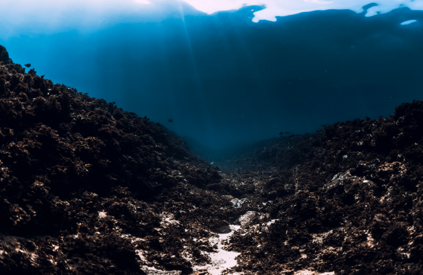 اكتشاف مخلوقات غريبة ومدهشة في أعماق المحيط الهادئ