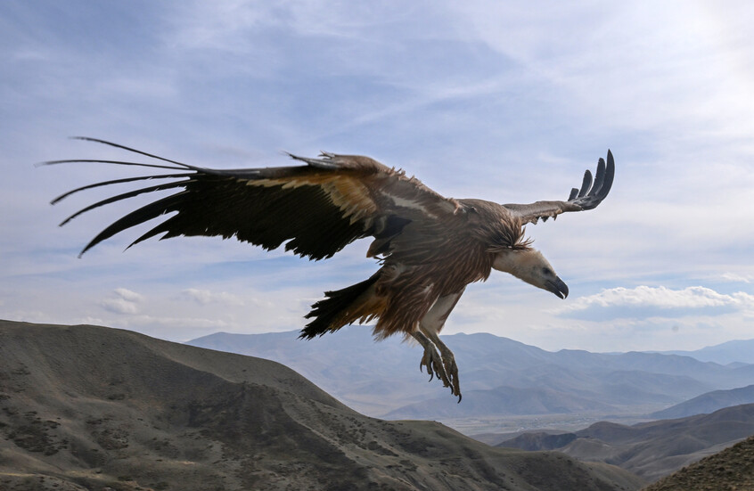 السعودية.. رصد النسر الأسمر في ‎‎محمية الملك خالد وأبرز المعلومات عنه (فيديو)