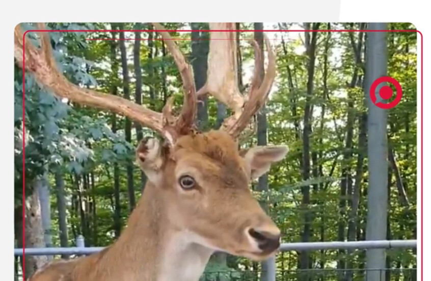 غزال يفاجئ زوار مقهى بولندي ويثير الدهشة بين الزبائن