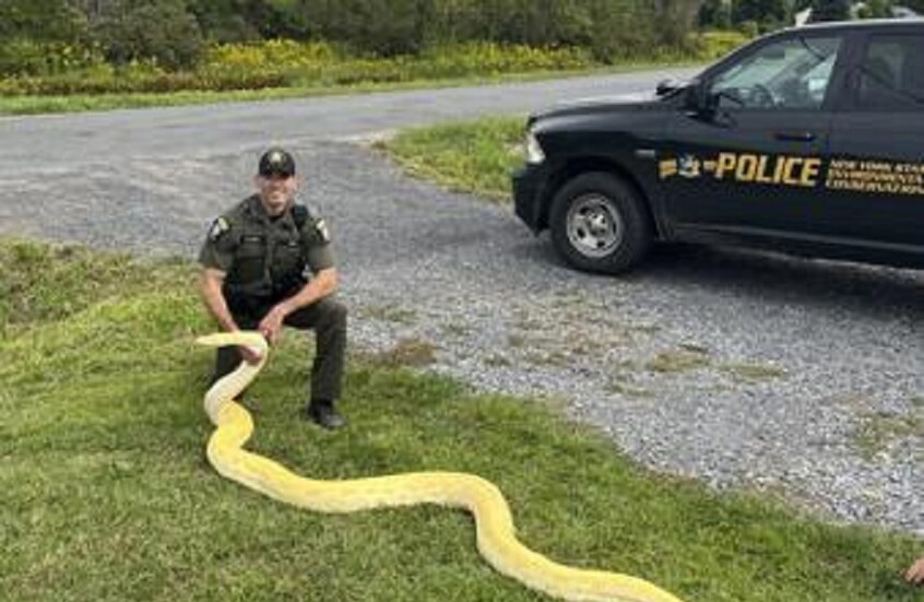 مصادرة أصلة بورمية طولها 4 أمتار من منزل في نيويورك