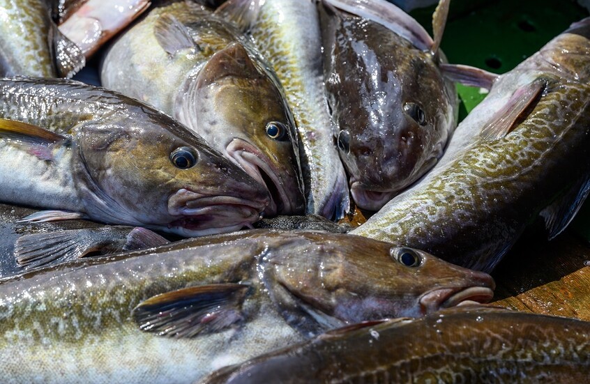 "السحر انقلب على الساحر".. المأكولات البحرية تختفي من مؤائد الغرب