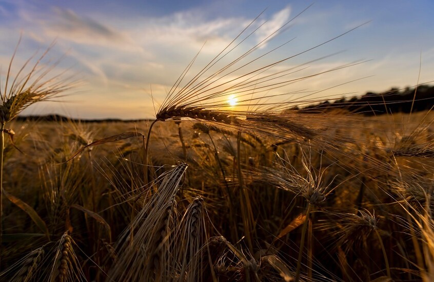 تونس تخطط لزراعة مليون و173 ألف هكتار من الحبوب