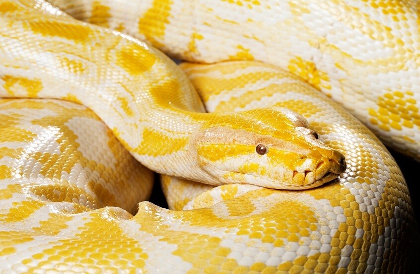 بالفيديو.. ثعبان ضخم يتسلق مرتفعا صخريا في السعودية بعد موجة أمطار غزيرة