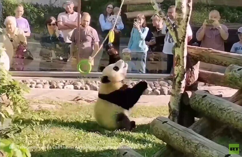 باندا كاتيوشا في حديقة حيوانات موسكو