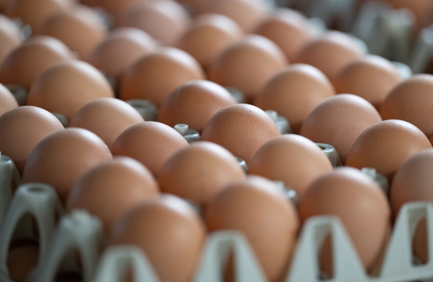 دولة عربية تتصدر القائمة.. تصنيف دول العالم حسب القدرة على شراء البيض