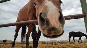 حسناء عارية فوق حصان من أجل خير العامة والفقراء!  