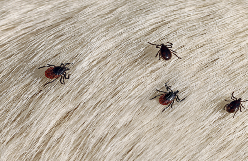 فيروس غامض ينتقل عن طريق القراد في الصين