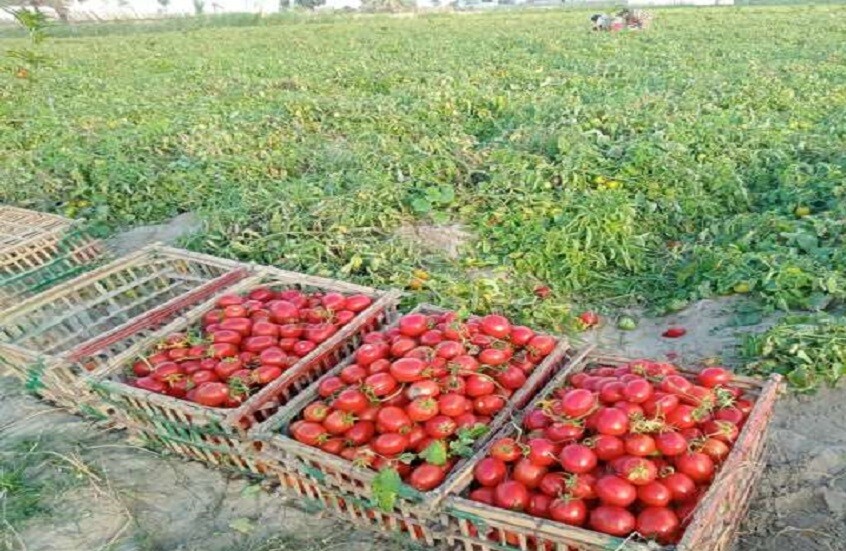 "قضمة الثعبان".. طماطم بثقوب سوداء تثير تفاعل المصريين وتوضيح رسمي