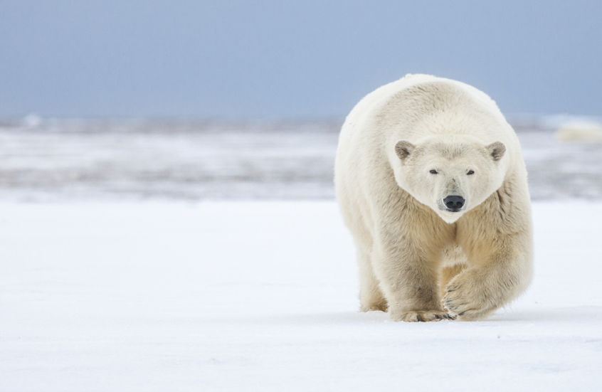 تغير المناخ يطال أقدام الدببة القطبية! (صور)