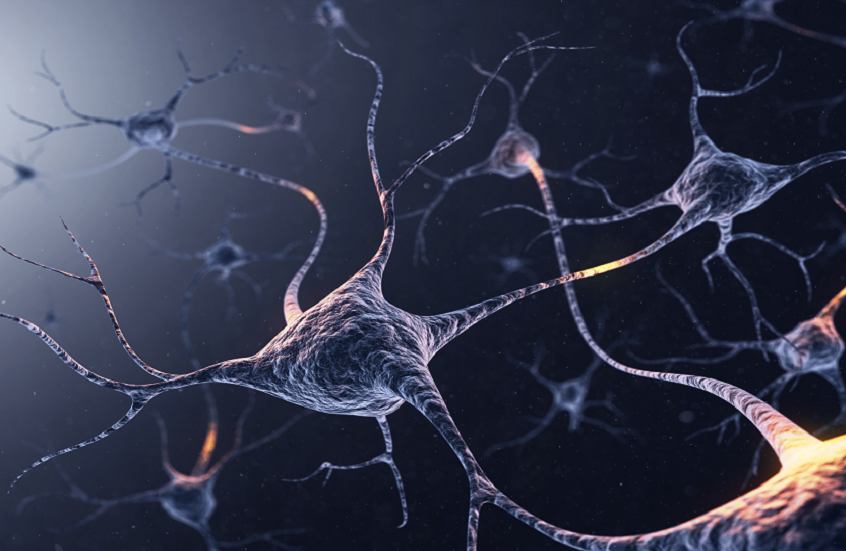 تحديد دائرة عصبية بسيطة تتحكم في الرغبة بتناول الطعام