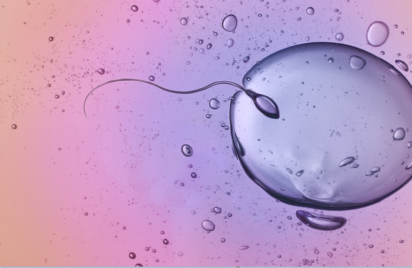 أول فيديو حي على الإطلاق لعملية التبويض!