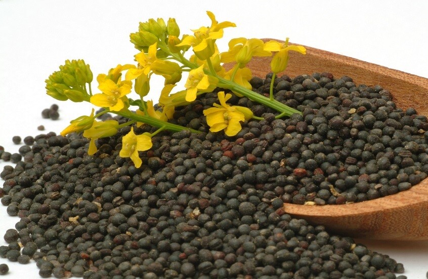 غير مقلية ومغذية.. العلماء الروس يبتكرون لأول مرة رقائق مقرمشة من بروتين اللفت