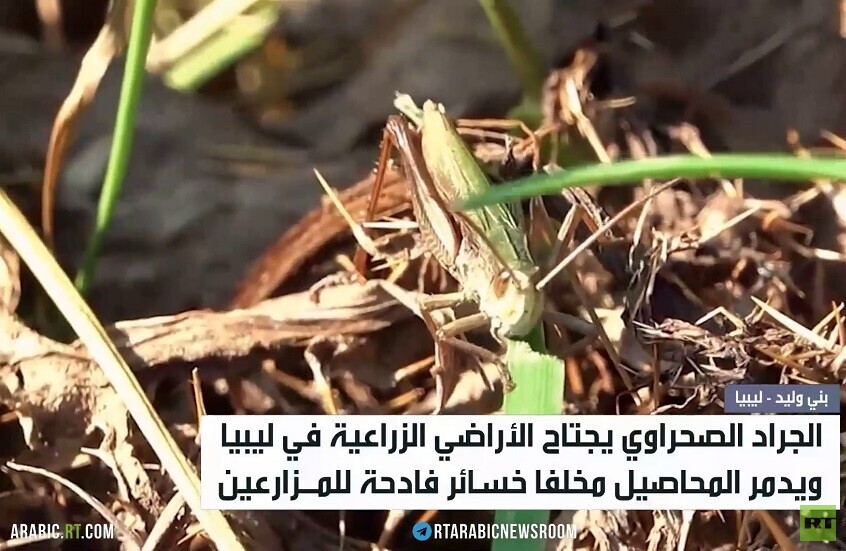 الجراد الصحراوي يدمر المحاصيل في ليبيا
