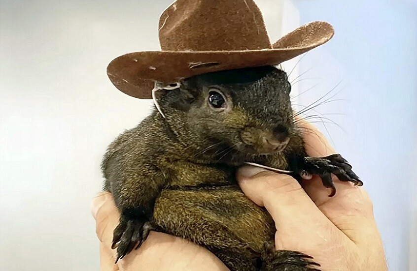 ماسك يدين قتل السلطات الأمريكية لسنجاب لديه أكثر من مليون متابع على مواقع التواصل الاجتماعي