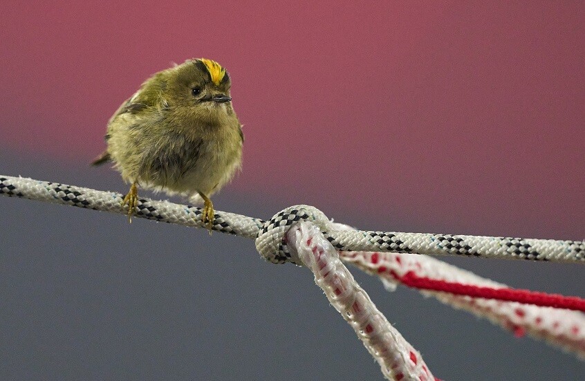 توقف الغناء وخيم الحزن.. الموت يفجع بايرن ميونخ في دوري أبطال أوروبا