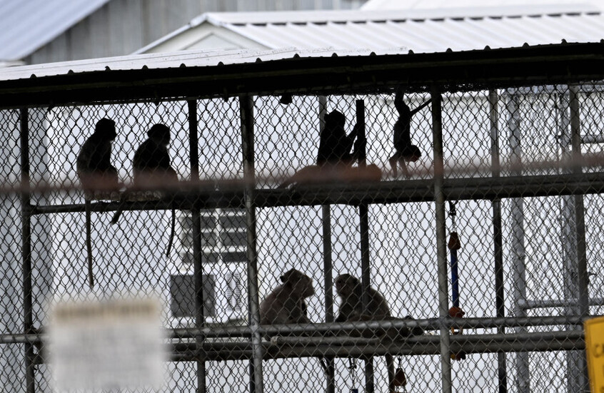 استعادة قرد واحد بحالة صحية جيدة من بين 43 قردا آخر فرت من مختبر بساوث كارولينا