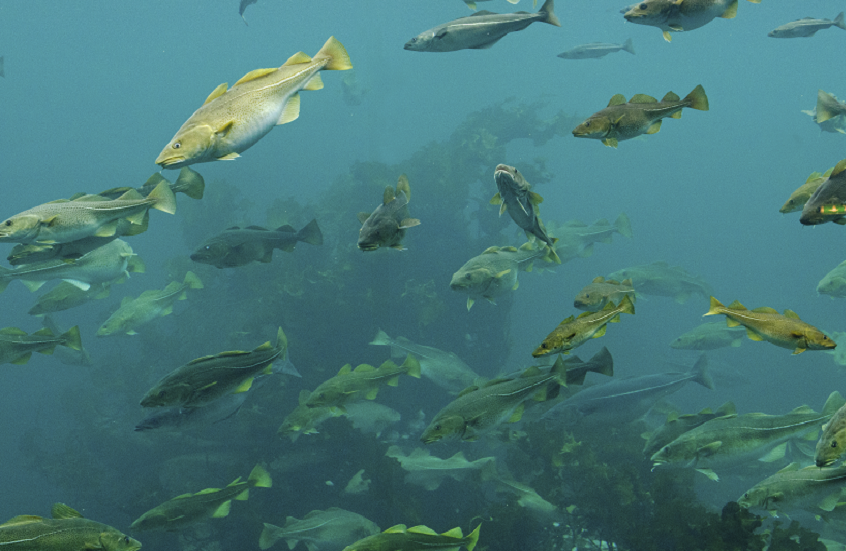 النرويج تشهد أكبر "مذبحة بحرية" في التاريخ في ساعات قليلة