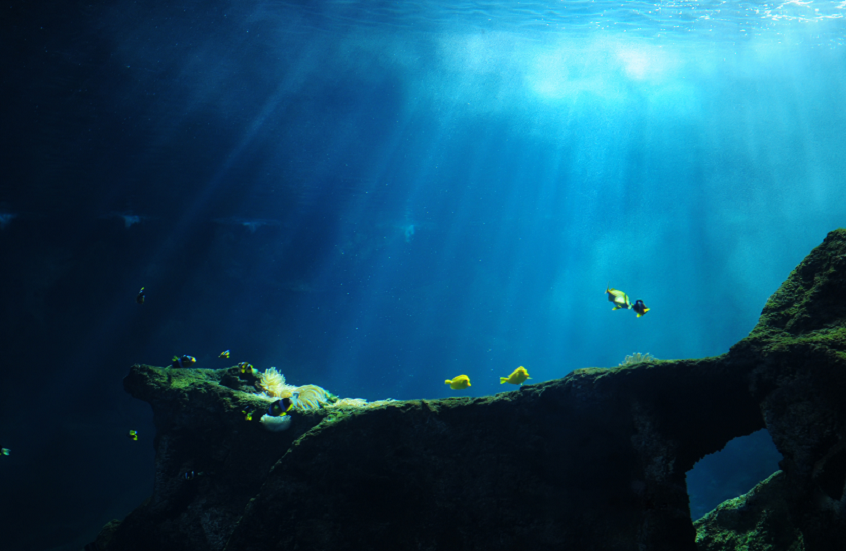 بعد أكثر من عقدين على اكتشافه.. تحديد نوع مخلوق بحري غامض